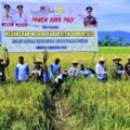 Kejari Kabupaten Gorontalo Gelar Panen Padi Dukung Program Swasembada Pangan